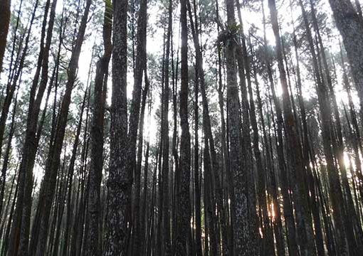 hutan-pinus-mangunan-1